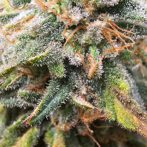 Watermelon Zkittlez growlog timeline photo