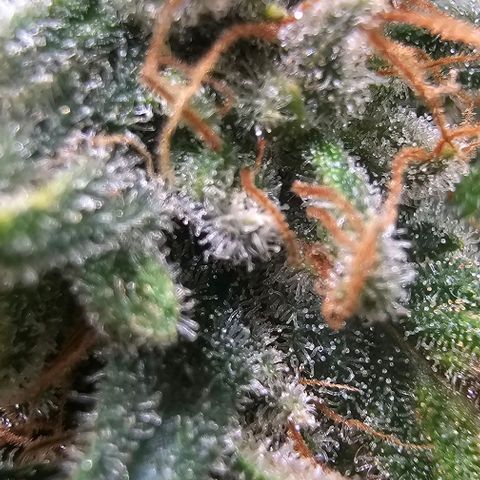 Watermelon Zkittlez growlog timeline photo
