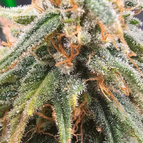 Watermelon Zkittlez growlog timeline photo