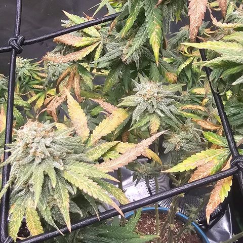Watermelon Zkittlez growlog timeline photo