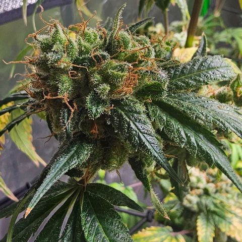 Gold Leaf growlog timeline photo