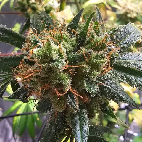 Gold Leaf growlog timeline photo