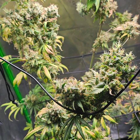 Gold Leaf growlog timeline photo
