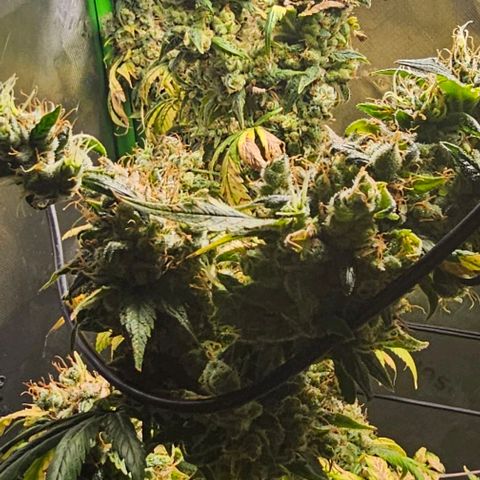 Gold Leaf growlog timeline photo