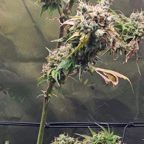 Gold Leaf growlog timeline photo