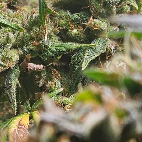 Gold Leaf growlog timeline photo