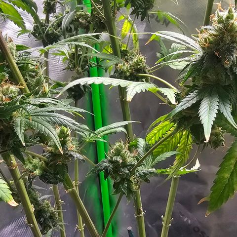Gold Leaf growlog timeline photo