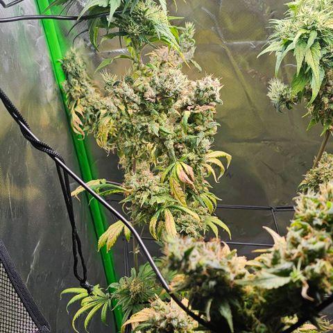 Gold Leaf growlog timeline photo