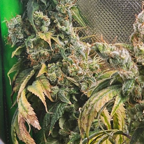 Gold Leaf growlog timeline photo