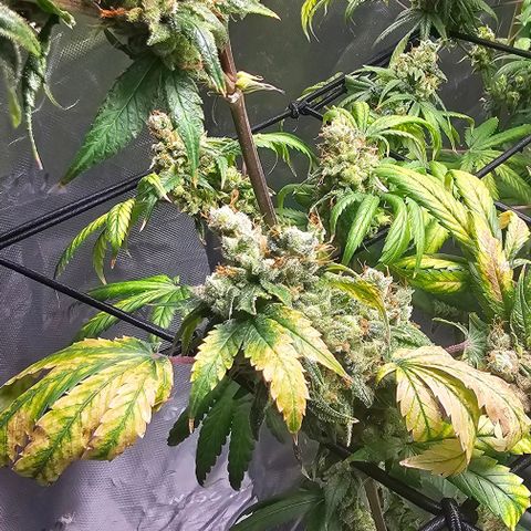 Gold Leaf growlog timeline photo