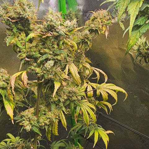 Gold Leaf growlog timeline photo