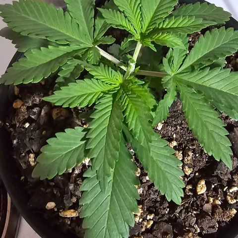 White widow  growlog timeline photo