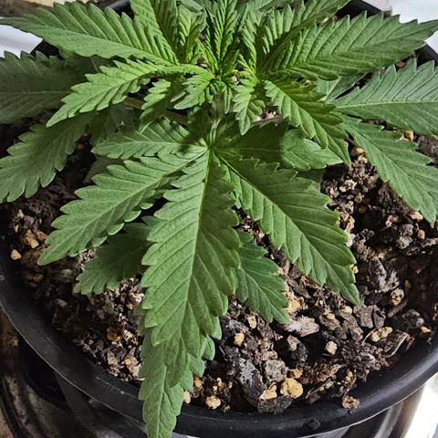 White widow  growlog timeline photo