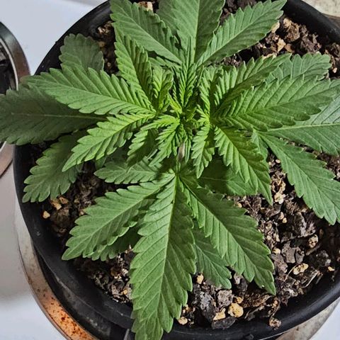 White widow  growlog timeline photo