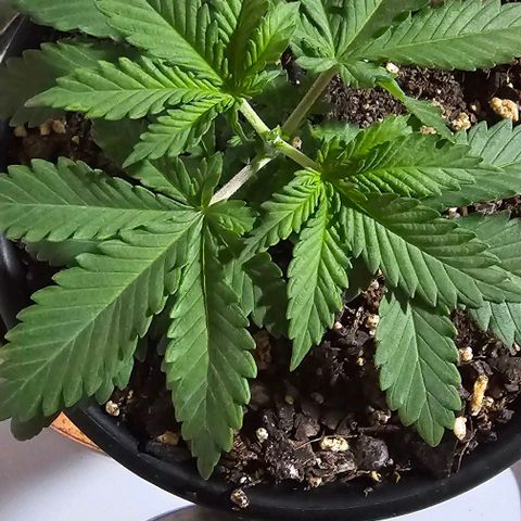 White widow  growlog timeline photo