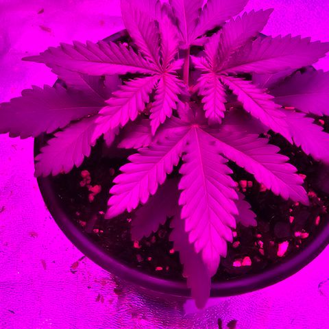 White widow  growlog photo: After being topped 