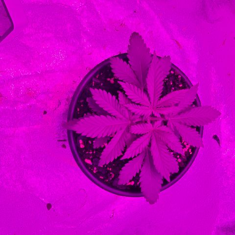 White widow  growlog photo: After being topped 