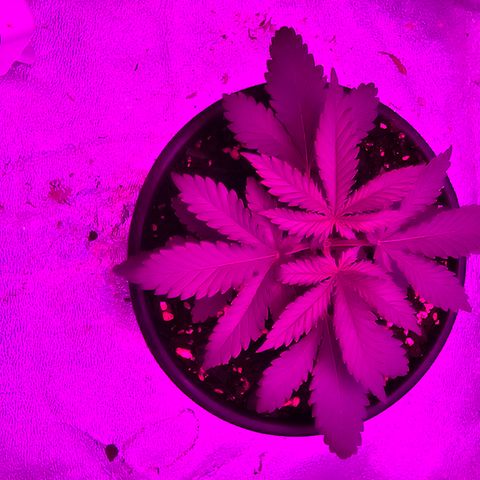White widow  growlog photo: After being topped 