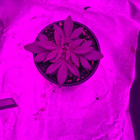 White widow  growlog photo: After being topped 