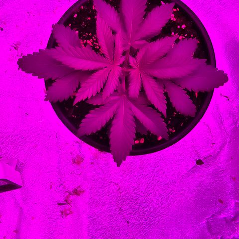 White widow  growlog photo: After being topped 
