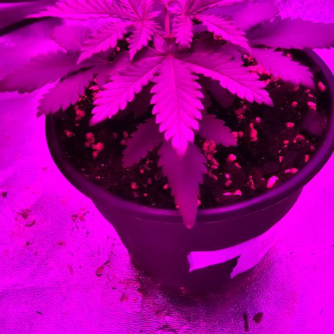 White widow  growlog photo: After being topped 