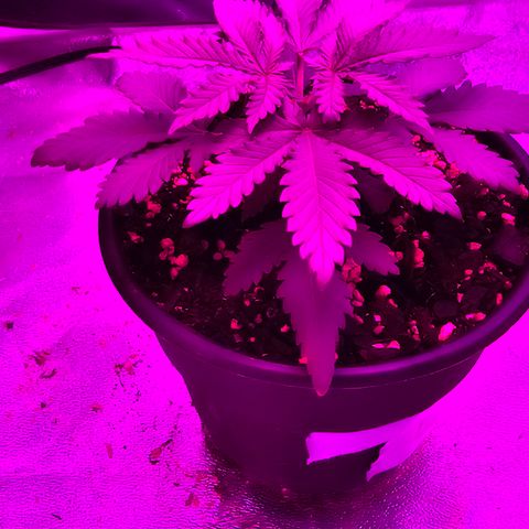White widow  growlog photo: After being topped 