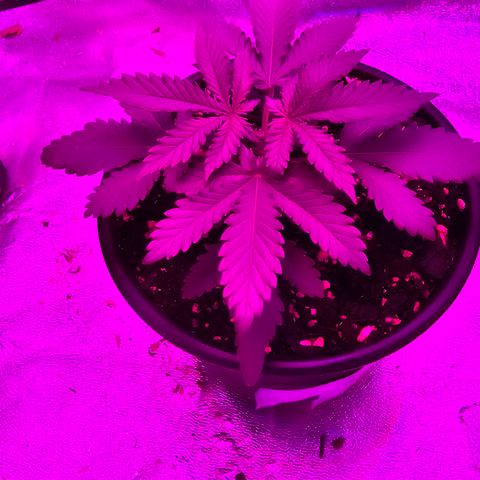 White widow  growlog photo: After being topped 