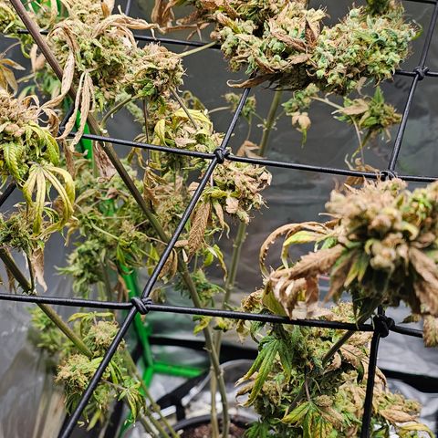 Gold Leaf growlog timeline photo