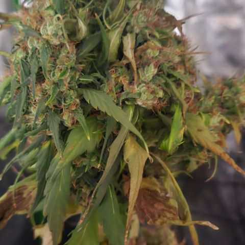Gold Leaf growlog timeline photo
