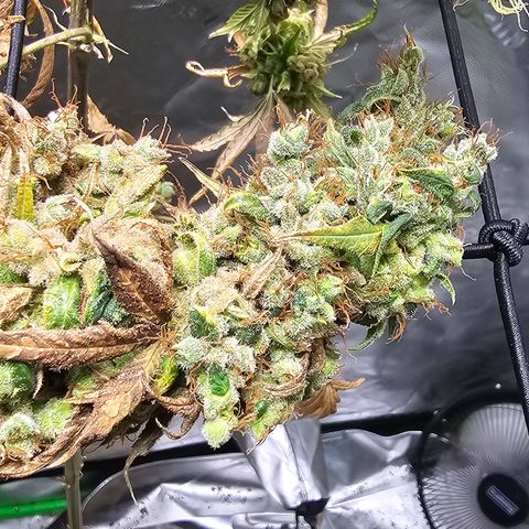 Gold Leaf growlog timeline photo