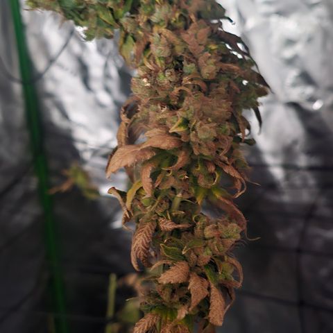 Gold Leaf growlog timeline photo