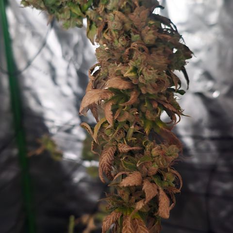 Gold Leaf growlog timeline photo