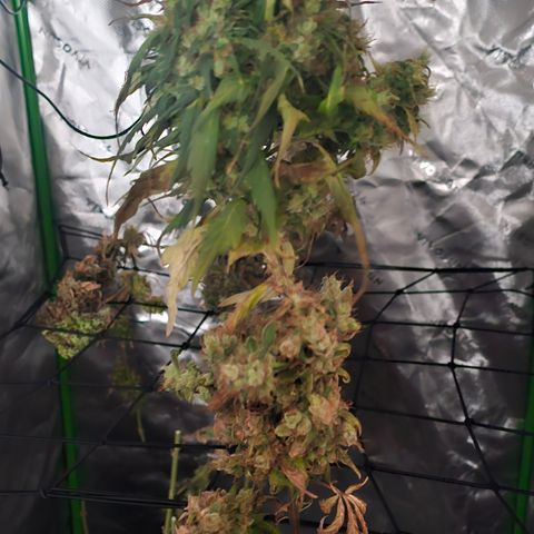 Gold Leaf growlog timeline photo
