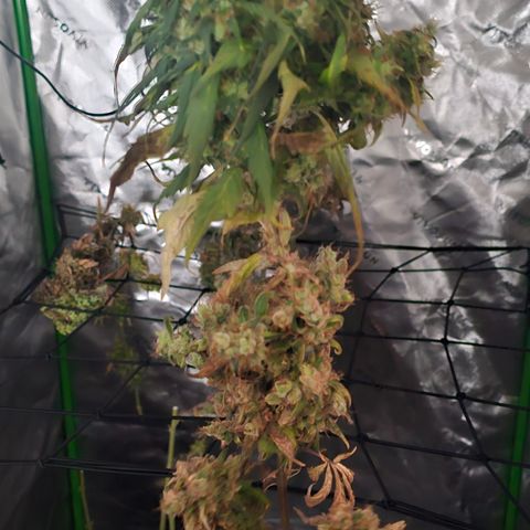 Gold Leaf growlog timeline photo