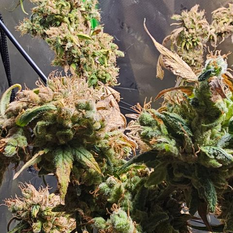 Gold Leaf growlog timeline photo