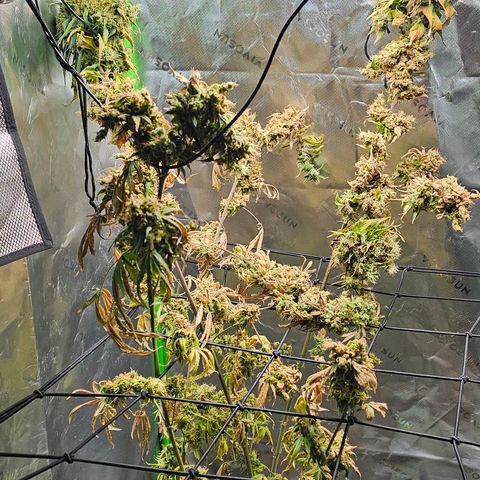 Gold Leaf growlog timeline photo
