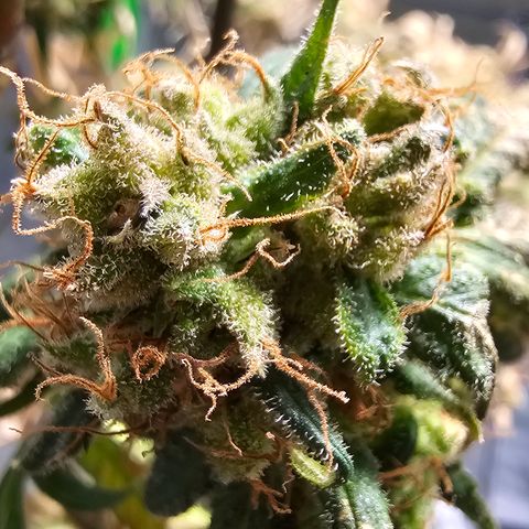 Gold Leaf growlog timeline photo