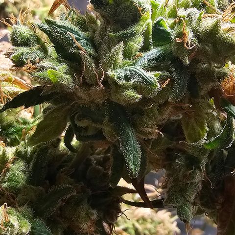 Gold Leaf growlog timeline photo