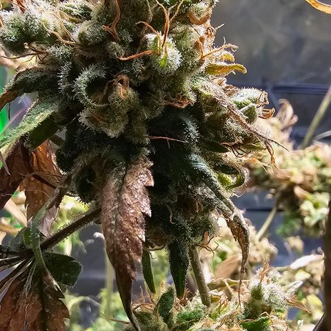 Gold Leaf growlog timeline photo