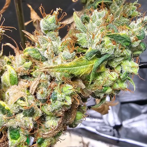 Gold Leaf growlog timeline photo