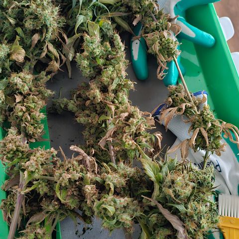 Gold Leaf growlog timeline photo