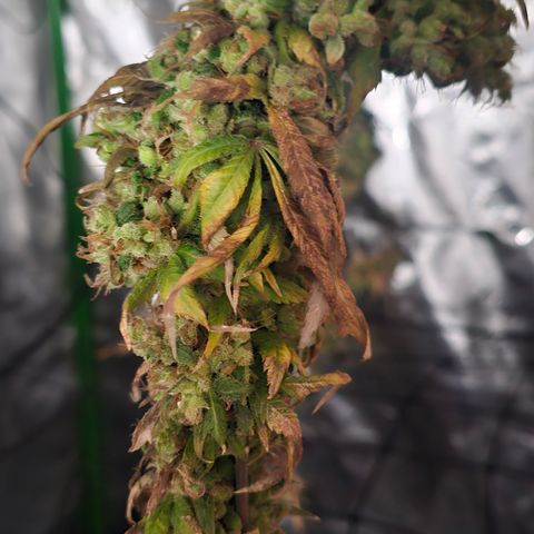 Gold Leaf growlog timeline photo