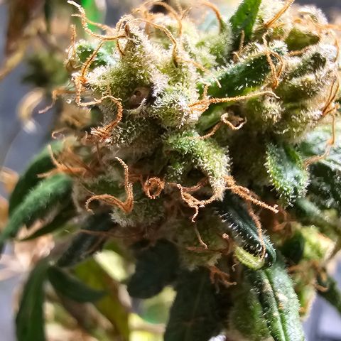 Gold Leaf growlog timeline photo