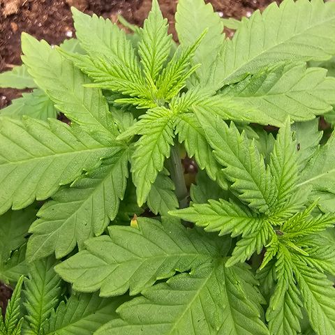 White widow  growlog timeline photo