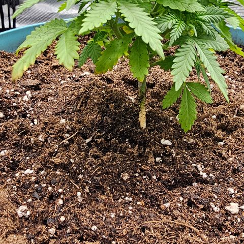 White widow  growlog timeline photo