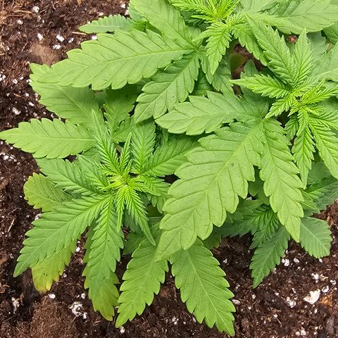 White widow  growlog timeline photo