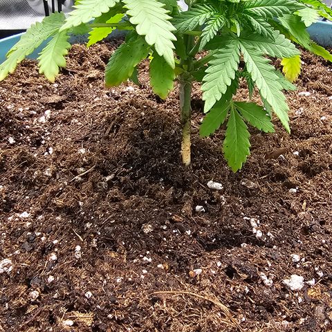 White widow  growlog timeline photo