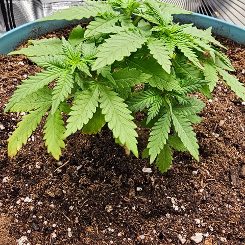 White widow  growlog timeline photo