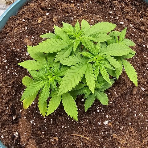 White widow  growlog timeline photo
