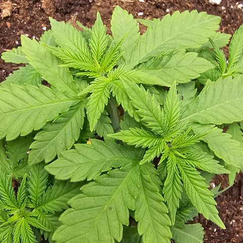 White widow  growlog timeline photo